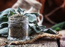 RIVM waarschuwt voor schadelijke kruid Salvia divinorum