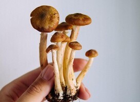 Klinische Trials: Psychedelica in de Psychiatrie