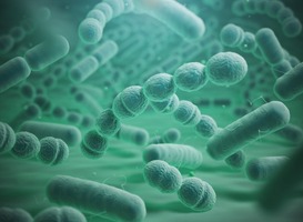 Darmbacterie Klebsiella pneumoniae waart rond in Europa